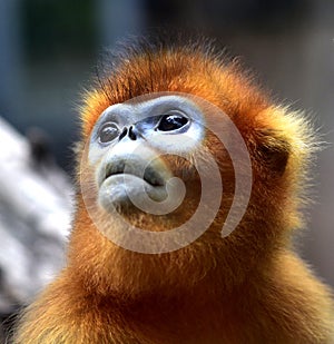 Snub-nosed Monkey