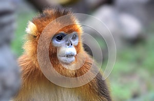 Snub-nosed Monkey