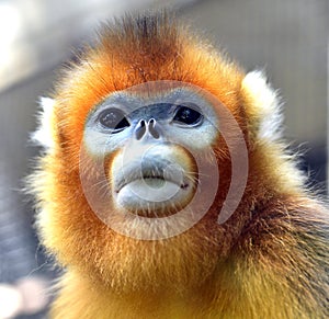 Snub-nosed Monkey