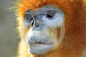 Snub-nosed Monkey