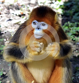 Snub-nosed Monkey