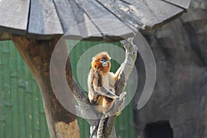 Snub-nosed Monkey(Golden Monkey)