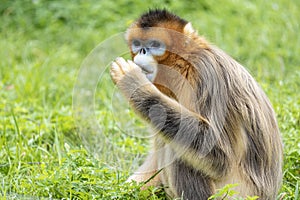 golden monkey