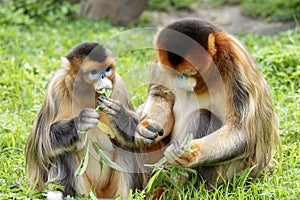 golden monkey