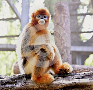 Snub-nosed Monkey