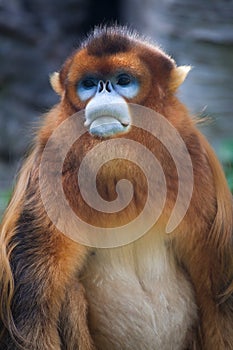 snub-nosed monkey