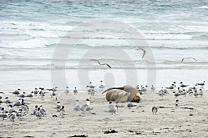 Snuggling australian sea lions, Kangaroo Island