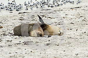 Snuggling australian sea lions, Kangaroo Island