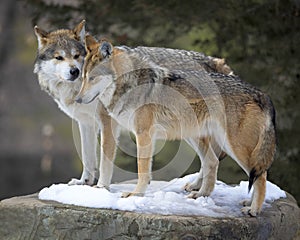 Snuggling Mexican gray wolves in Winter