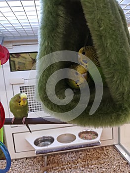 Snuggling Parakeets