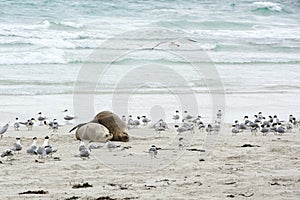 Snuggling sea lions, Kangaroo Island