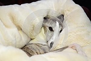 Snuggly whippet