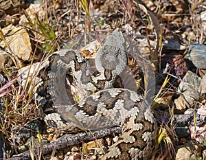 snup nosed adder, Vipera latastei