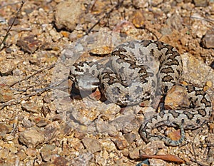 snup nosed adder, Vipera latastei