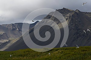 Snæfellsnes Peninsula Artic Terns
