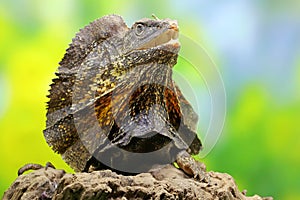 Soa Payung also known as the frilled lizard or frilled dragon is showing a threatening expression.