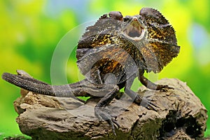 Soa Payung, also known as the frilled lizard or frilled dragon, is showing a threatening expression.