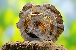 Soa Payung also known as the frilled lizard or frilled dragon is showing a threatening expression. photo