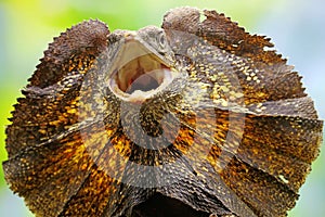 Soa Payung also known as the frilled lizard or frilled dragon is showing a threatening expression.