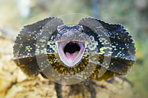 Amphibians, animal, animales, animals, animalwildlife, longhorn, dumpy, insect, face, frog, green, macro, mammals, funy, Soa photo