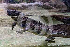 Soa soa water lizard from philippines photo