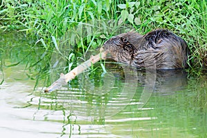 Soaked beaver with food in the stream