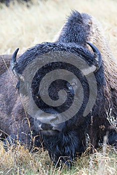 Soaked bull buffalo lying in prairie photo