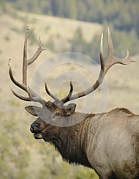 Soaked Bull Elk photo