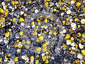 Soaked fall foliage on forest ground