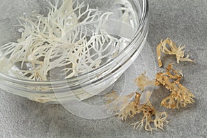 Soaked irish moss