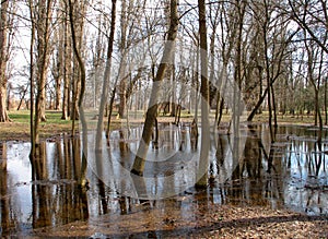 Soaked lawn. photo