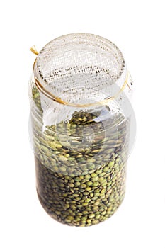 Soaked Sprouting Seeds (green Lentils)