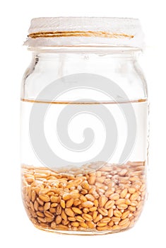 Soaked Sprouting Weat Seeds photo