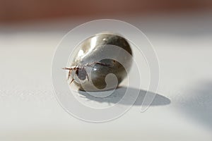 Soaked tick - with leaking liquid