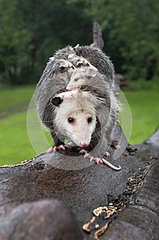 Soaked Virginia Opossum Didelphis virginiana Steps Forward on Log Loaded With Joeys Summer