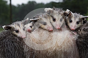Soaked Virginia Opossum Joeys Didelphis virginiana Snuggle Together Atop Mothers Back Summer