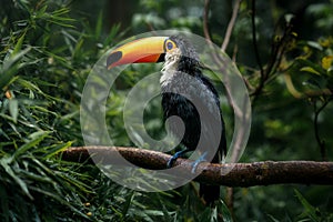 Soaked Wet Toco Toucan