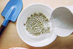 Soaking green pea seeds in warm water in bowl to fasten germination process when planting in garden. photo