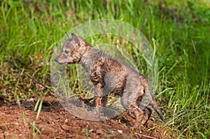 Soaking Wet Coyote Pup (Canis latrans) at Densite