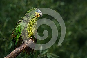 Soaking Wet Orange-winged Amazon Parrot