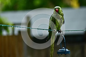 A soaking wet parakeet in the rain