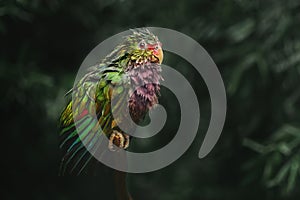 Soaking Wet Vinaceous-breasted Amazon Parrot (Amazona vinacea)