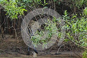 Soaking Wet Wild Jaguar Walking Out of River into Jungle