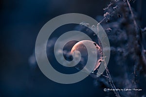 Soap bubble in the garden