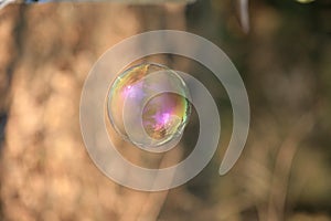 Soap bubble with blurred forest background