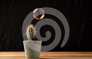Soap bubble floating on air close to cactus