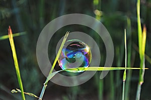 A soap bubble hanging on a blade of grass outdoors