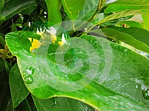 Soap bubble on leaf