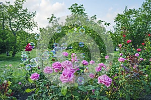 Soap bubbles against the background of prink roses