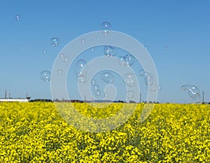 Soap bubbles, Blowing soap bubble on Blue sky background